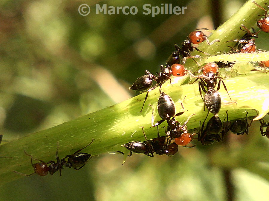 Formiche testa rossa, Crematogaster scutellaris ?